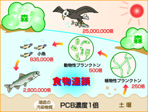 図2：食物連鎖