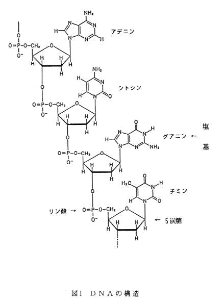 }1 DNA̍\