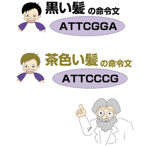 黒い髪の命令文 ATTCGGA
茶色い髪の命令文 ATTCCCG