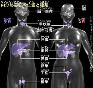 図1：内分泌器官の位置と種類