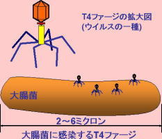 図：大腸菌に感染するT4ファージ