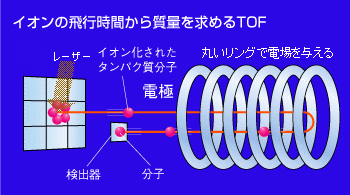 図2：イオンの飛行時間から質量を求めるTOF