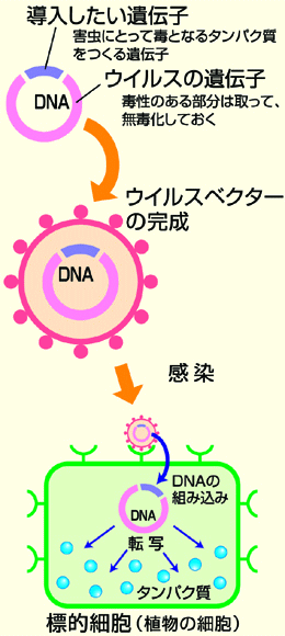 図：「運び屋」を使った遺伝子組み換えの仕組み